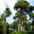 Everything You Need to do On Your Scottish Adventure 6 Scotland Forrest