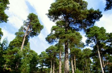 Everything You Need to do On Your Scottish Adventure 14 Scotland Forrest