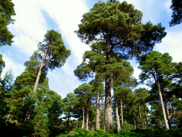 Everything You Need to do On Your Scottish Adventure 4 Scotland Forrest