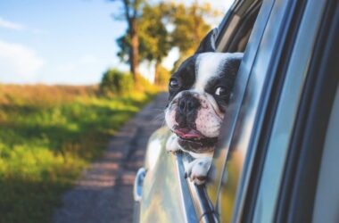 Why Replace A Car If You Can Restore The Love Of Your Current Ride? 12 Happy Driving Car